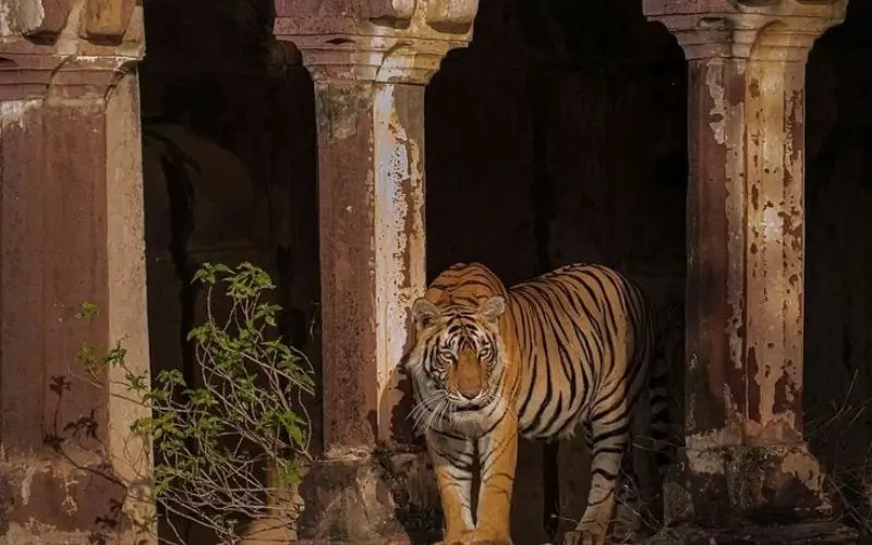 Ranthambore National Park